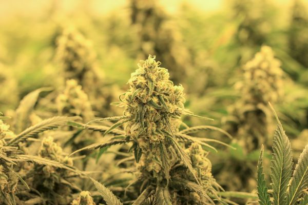 The image shows a close-up of mature cannabis buds in a dense field with surrounding foliage primarily in various shades of green and yellow.