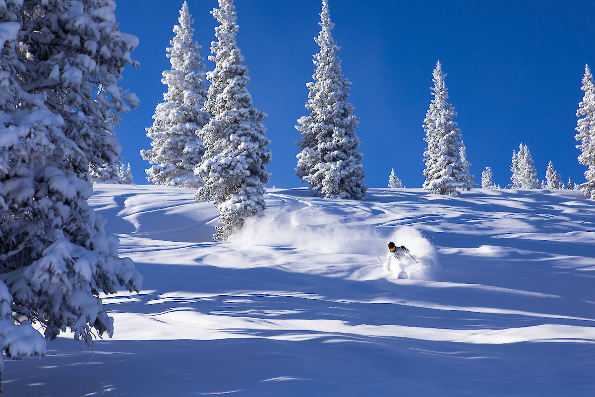 The image shows a skier carving through fresh snow in a winter landscape, surrounded by tall pine trees against a clear blue sky.